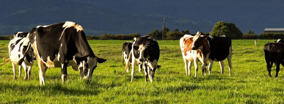 Australian dairy cow